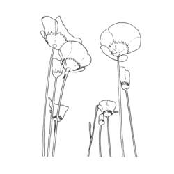 Coloring page: Poppy (Nature) #162448 - Free Printable Coloring Pages