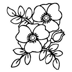 Coloring page: Poppy (Nature) #162451 - Free Printable Coloring Pages