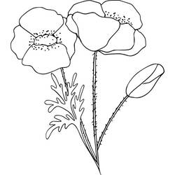 Coloring page: Poppy (Nature) #162456 - Printable coloring pages