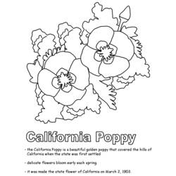 Coloring page: Poppy (Nature) #162464 - Free Printable Coloring Pages