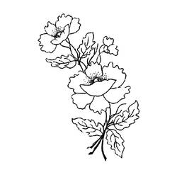 Coloring page: Poppy (Nature) #162481 - Free Printable Coloring Pages