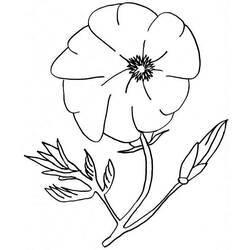 Coloring page: Poppy (Nature) #162494 - Free Printable Coloring Pages
