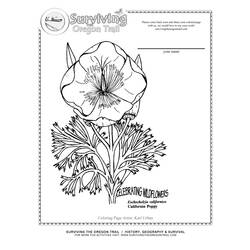 Coloring page: Poppy (Nature) #162495 - Free Printable Coloring Pages