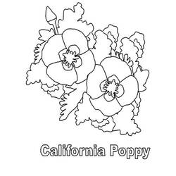 Coloring page: Poppy (Nature) #162502 - Free Printable Coloring Pages