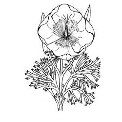 Coloring page: Poppy (Nature) #162528 - Printable coloring pages