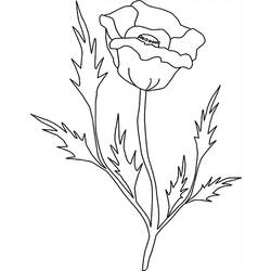 Coloring page: Poppy (Nature) #162529 - Free Printable Coloring Pages