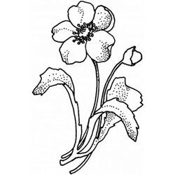 Coloring page: Poppy (Nature) #162533 - Free Printable Coloring Pages