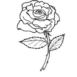 Coloring page: Roses (Nature) #161864 - Printable coloring pages