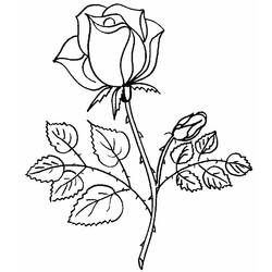 Coloring page: Roses (Nature) #161867 - Printable coloring pages