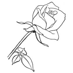 Coloring page: Roses (Nature) #161906 - Free Printable Coloring Pages