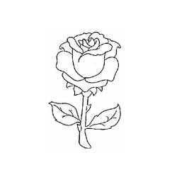 Coloring page: Roses (Nature) #161907 - Printable coloring pages