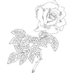 Coloring page: Roses (Nature) #161939 - Free Printable Coloring Pages
