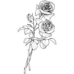 Coloring page: Roses (Nature) #161948 - Free Printable Coloring Pages