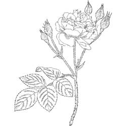 Coloring page: Roses (Nature) #161953 - Free Printable Coloring Pages