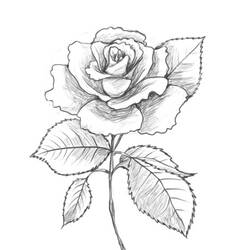 Coloring page: Roses (Nature) #161955 - Printable coloring pages