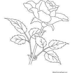 Coloring page: Roses (Nature) #161964 - Free Printable Coloring Pages