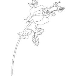Coloring page: Roses (Nature) #161965 - Free Printable Coloring Pages