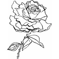 Coloring page: Roses (Nature) #161966 - Free Printable Coloring Pages