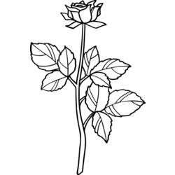 Coloring page: Roses (Nature) #161973 - Printable coloring pages
