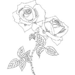 Coloring page: Roses (Nature) #161977 - Free Printable Coloring Pages