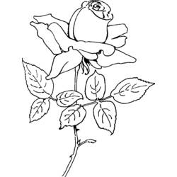 Coloring page: Roses (Nature) #161981 - Free Printable Coloring Pages