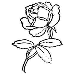 Coloring page: Roses (Nature) #161989 - Free Printable Coloring Pages