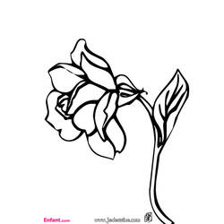 Coloring page: Roses (Nature) #162026 - Free Printable Coloring Pages