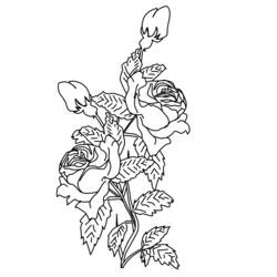 Coloring page: Roses (Nature) #162066 - Free Printable Coloring Pages