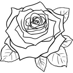 Coloring page: Roses (Nature) #162072 - Printable coloring pages