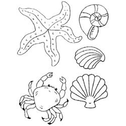 Coloring page: Shell (Nature) #163140 - Printable coloring pages