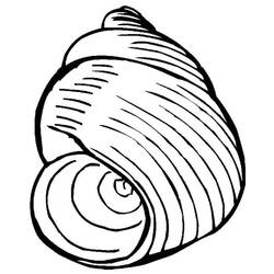 Coloring page: Shell (Nature) #163165 - Printable coloring pages