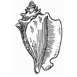 Coloring page: Shell (Nature) #163166 - Free Printable Coloring Pages