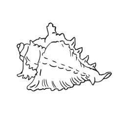 Coloring page: Shell (Nature) #163167 - Printable coloring pages