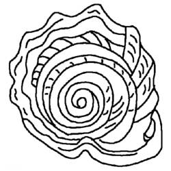 Coloring page: Shell (Nature) #163173 - Free Printable Coloring Pages