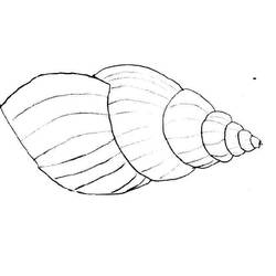 Coloring page: Shell (Nature) #163220 - Printable coloring pages