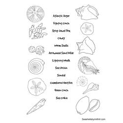 Coloring page: Shell (Nature) #163304 - Printable coloring pages