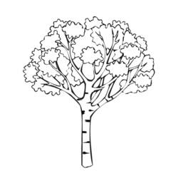 Coloring page: Tree (Nature) #154671 - Printable coloring pages