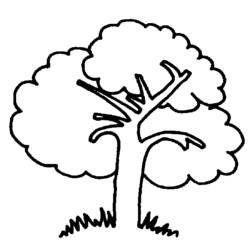 Coloring page: Tree (Nature) #154672 - Printable coloring pages