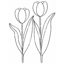 Coloring page: Tulip (Nature) #161614 - Free Printable Coloring Pages