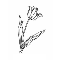 Coloring page: Tulip (Nature) #161641 - Printable coloring pages