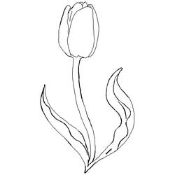 Coloring page: Tulip (Nature) #161651 - Printable coloring pages