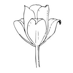 Coloring page: Tulip (Nature) #161657 - Free Printable Coloring Pages