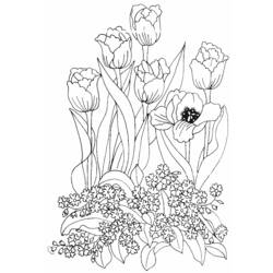 Coloring page: Tulip (Nature) #161669 - Free Printable Coloring Pages
