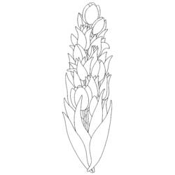 Coloring page: Tulip (Nature) #161675 - Free Printable Coloring Pages