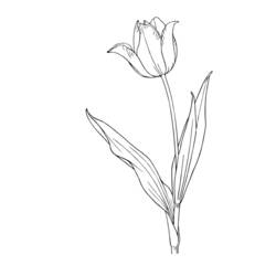 Coloring page: Tulip (Nature) #161678 - Free Printable Coloring Pages