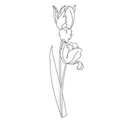 Coloring page: Tulip (Nature) #161680 - Free Printable Coloring Pages