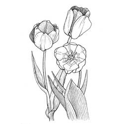 Coloring page: Tulip (Nature) #161692 - Free Printable Coloring Pages