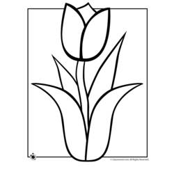 Coloring page: Tulip (Nature) #161699 - Printable coloring pages