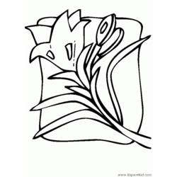 Coloring page: Tulip (Nature) #161703 - Free Printable Coloring Pages