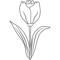 Coloring page: Tulip (Nature) #161706 - Printable coloring pages